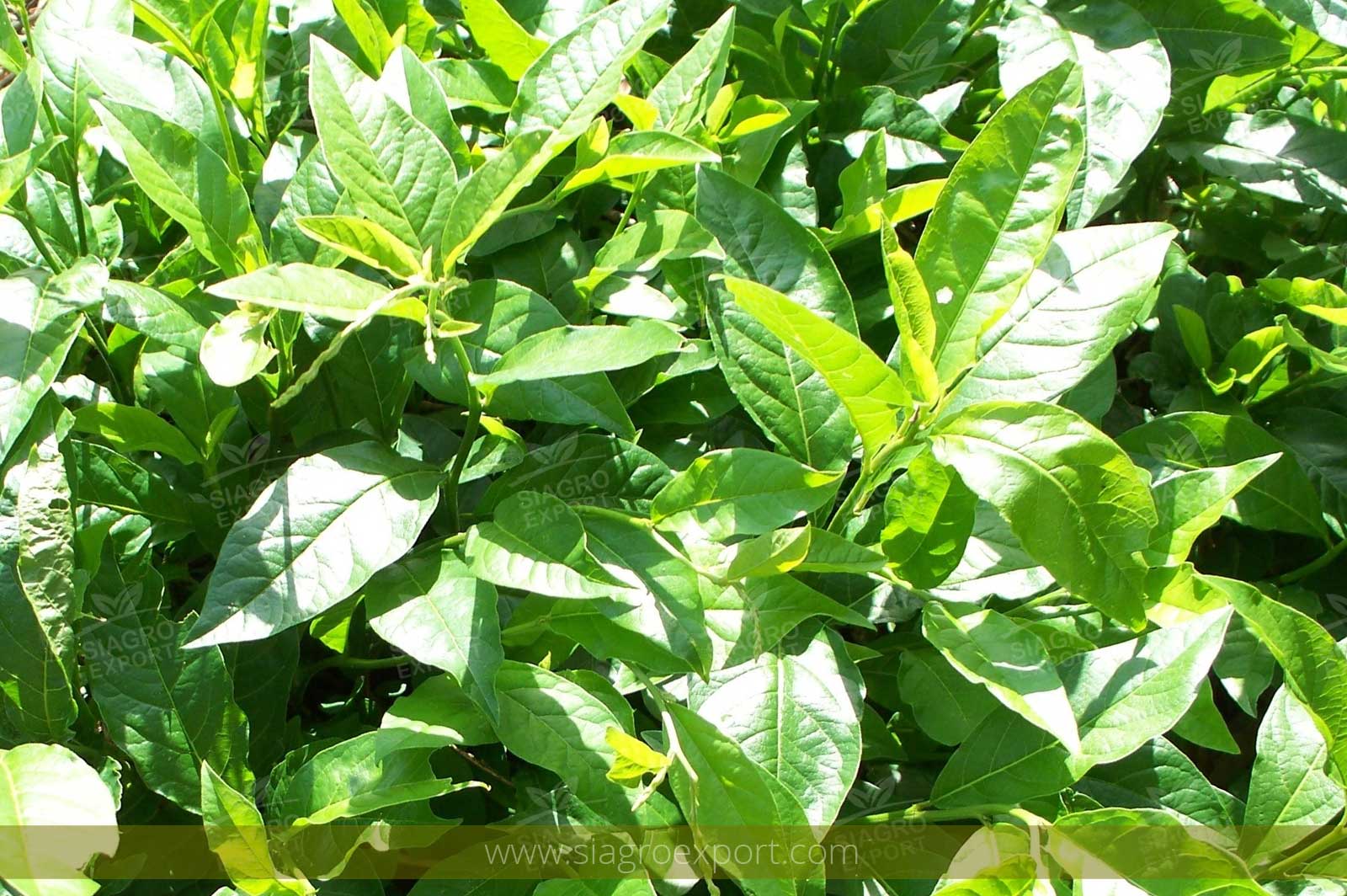Mucura (Petiveria alliaceae)