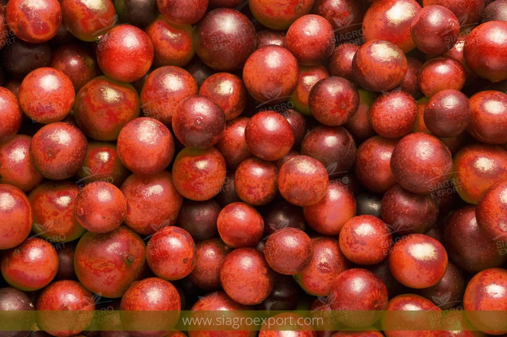 camu camu herb