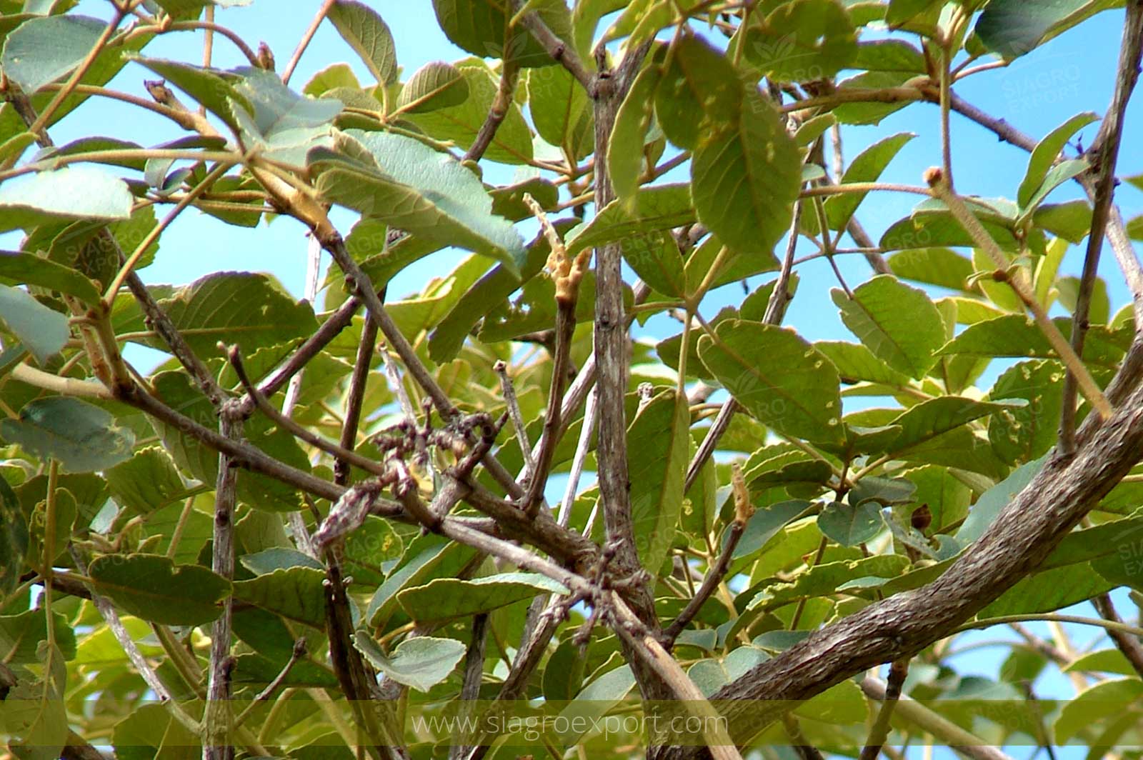 Tahuari (Tabebuia serratifolia)