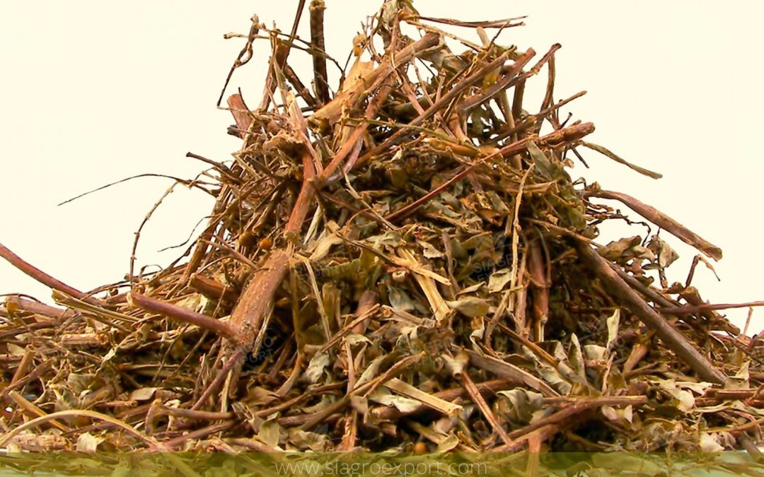 Chanca Piedra (Phyllanthus niruri)