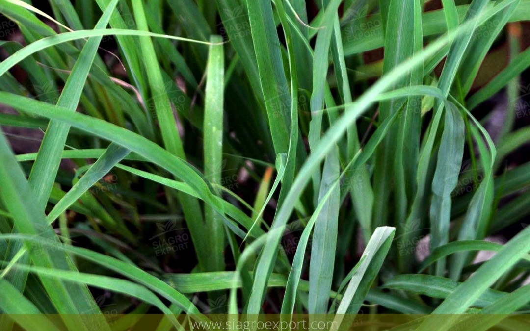 Citronella (Cymbopogon nardus)