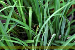 Citronella-grass-cymbopogon-nardus