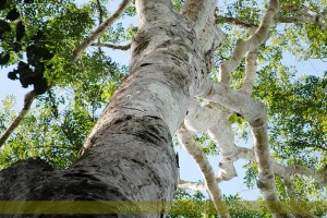 Copaiba-copaifera-paupera