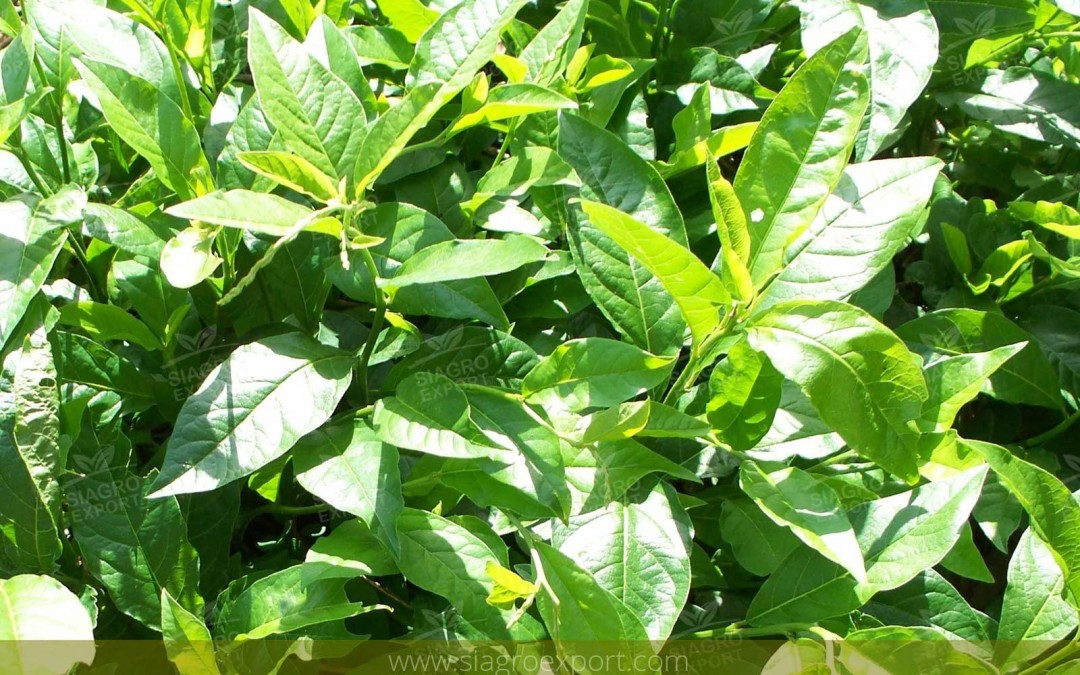 Mucura (Petiveria alliaceae)