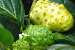 Noni-morinda-citrifolia