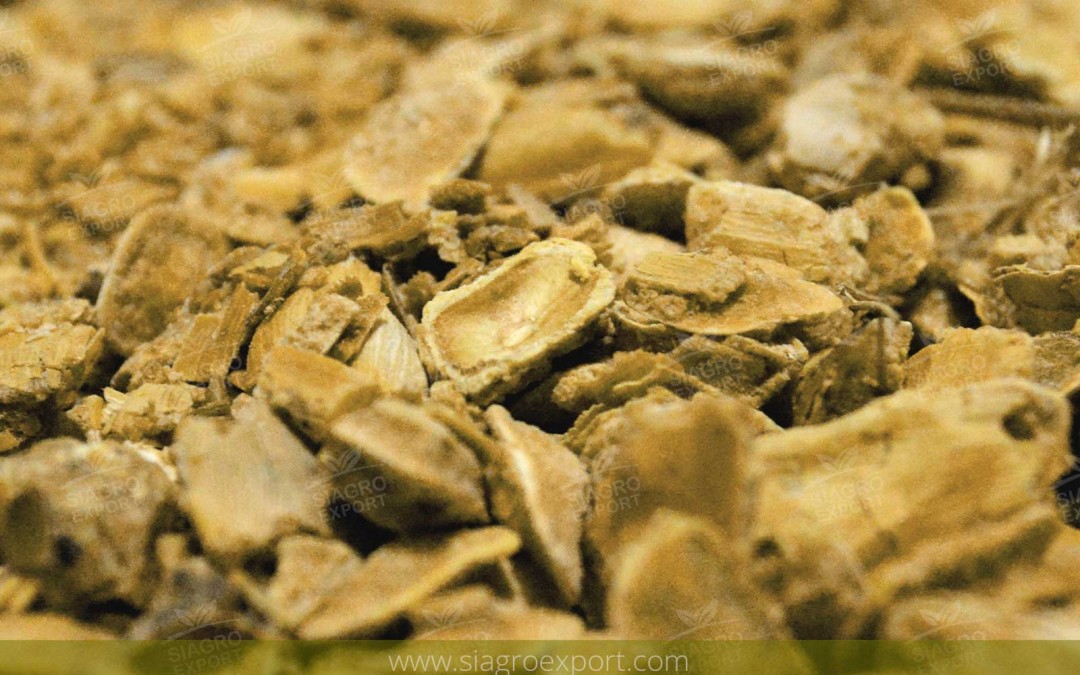 Algarrobo (Prosopis pallida)