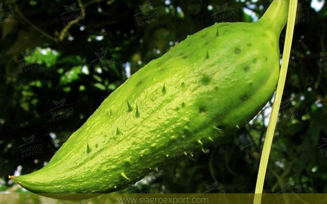 Caigua (Cyclanthera pedata)