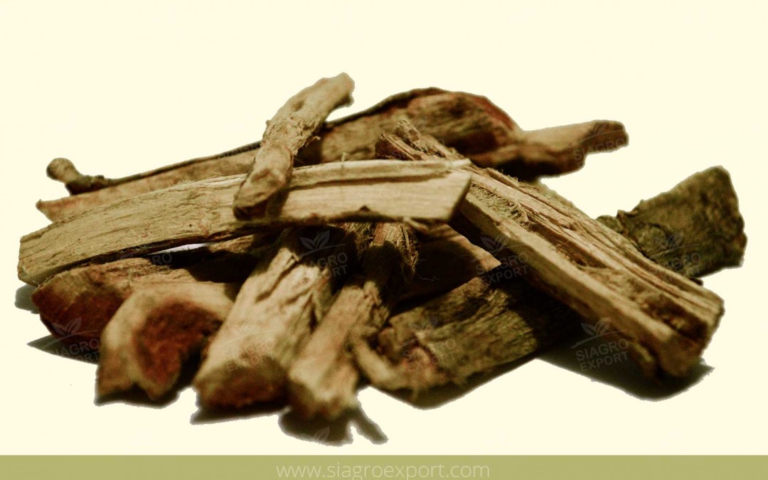 White Huanarpo macho (Jatropha macrantha)