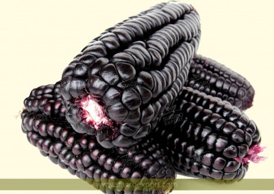 Purple corn (Zea mays)