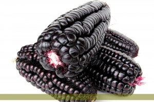 maiz-morado-purple-corn-zea-mays