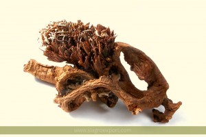 pasuchaca-geranium-dielsianum