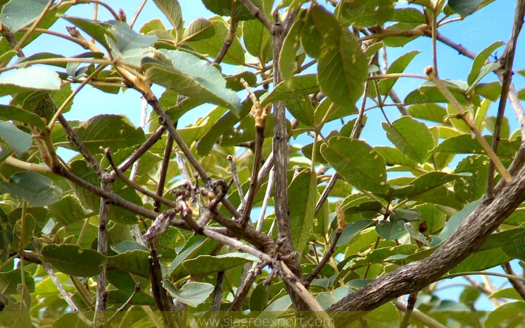 Tahuari (Tabebuia serratifolia)