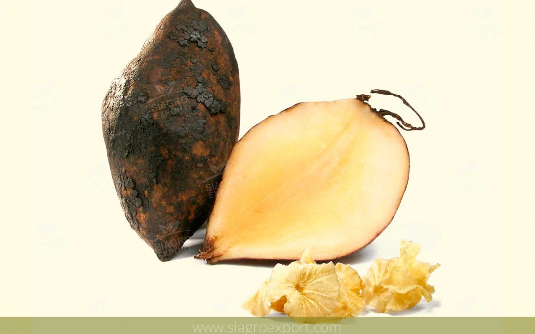 Yacon (Smallanthus sonchifolius)